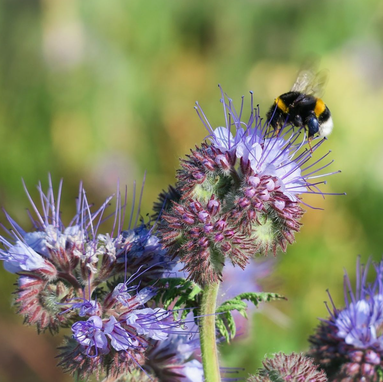 The Empress Bee Tarot Garden + Gift Seed Packet