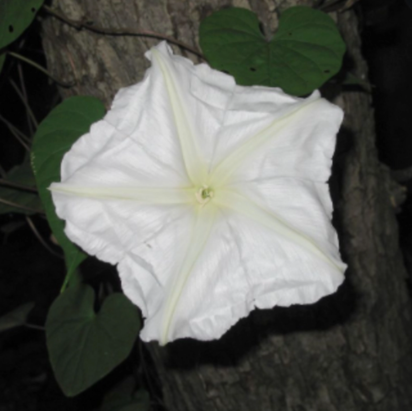 Moonflower (Does Not Ship To Az) Garden + Gift Seed Packet