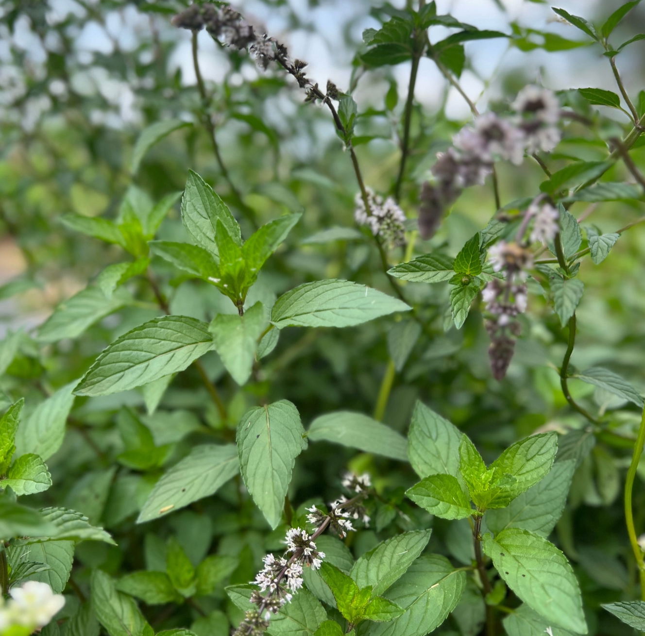 Peppermint Tarot Garden + Gift Seed Packet
