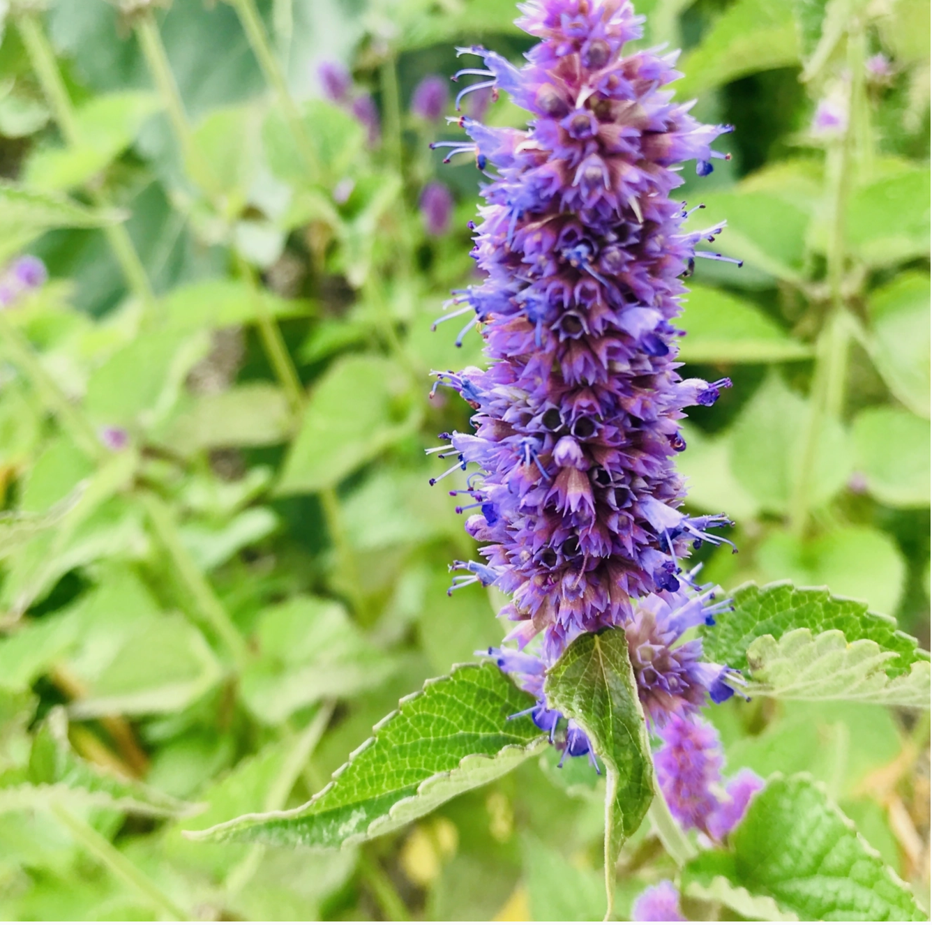 Lavender Lovers Tarot Garden + Gift Seed Packet