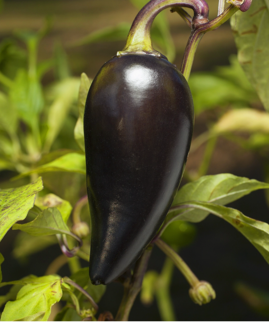 Black Hungarian Jalapeño Tarot Garden + Gift Seed Packet