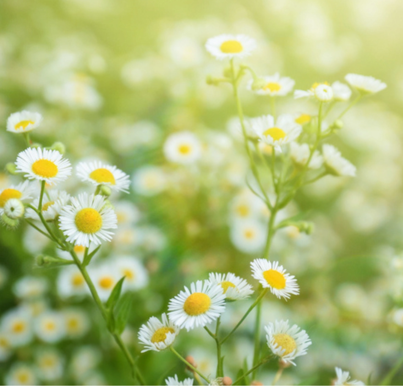 German Chamomile Tarot Garden + Gift Seed Packet