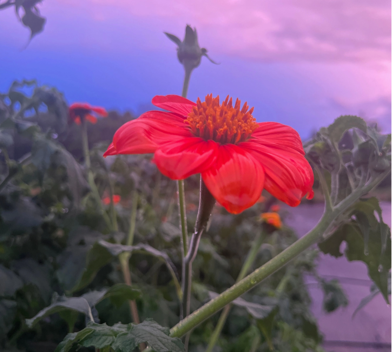 Mexican Sunflower Tarot Garden + Gift Seed Packet